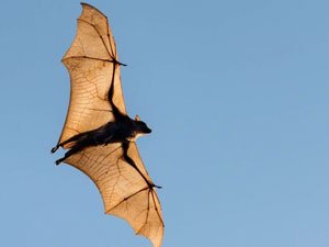 getting along with bats