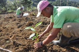 plant more trees