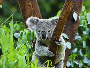 koalas